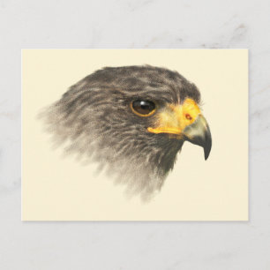 Harris Hawk - Mixed Medium Postcard