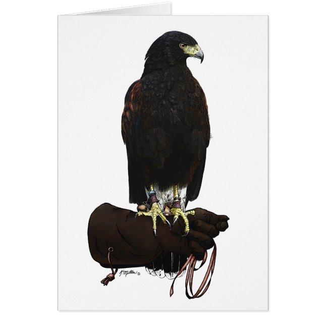 Harris Hawk on Glove (Front)