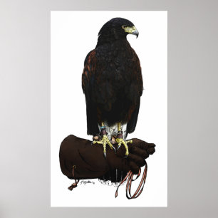 Harris Hawk on Glove Poster