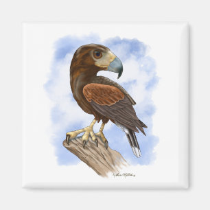 Harris Hawk On The Lookout Cartoon	 Magnet