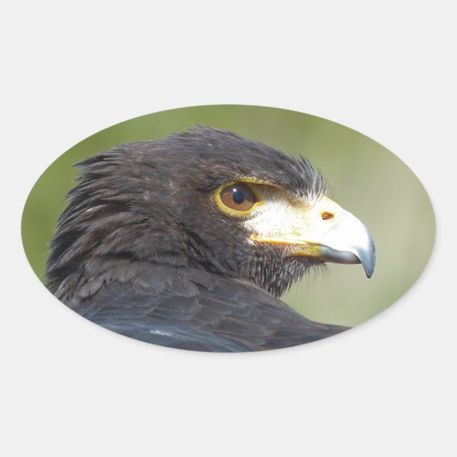 Harris Hawk Oval Sticker (Front)