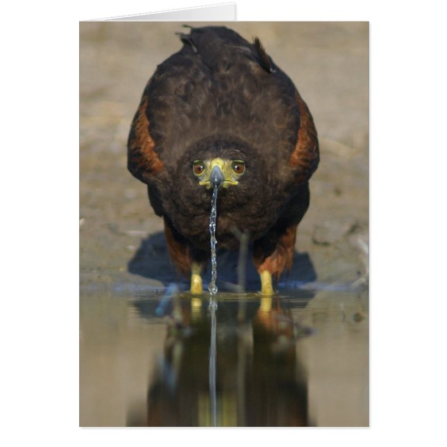 Harris Hawk  Parabuteo unicinctus (Front)