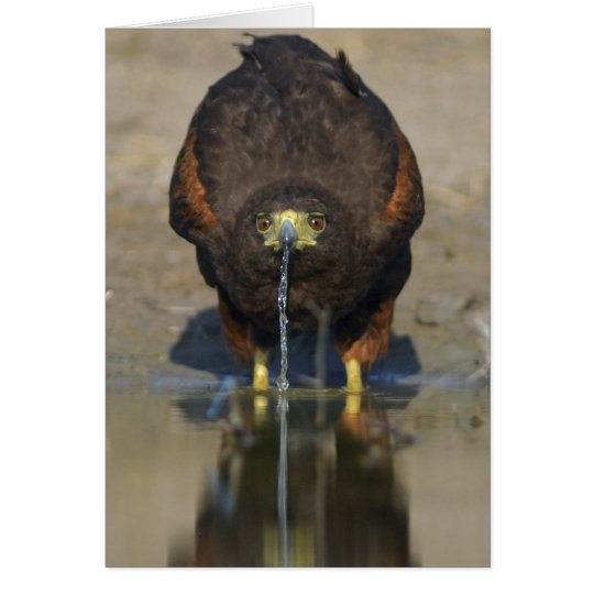 Harris Hawk Parabuteo unicinctus Card