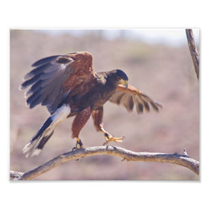 Harris' Hawk Photo Print