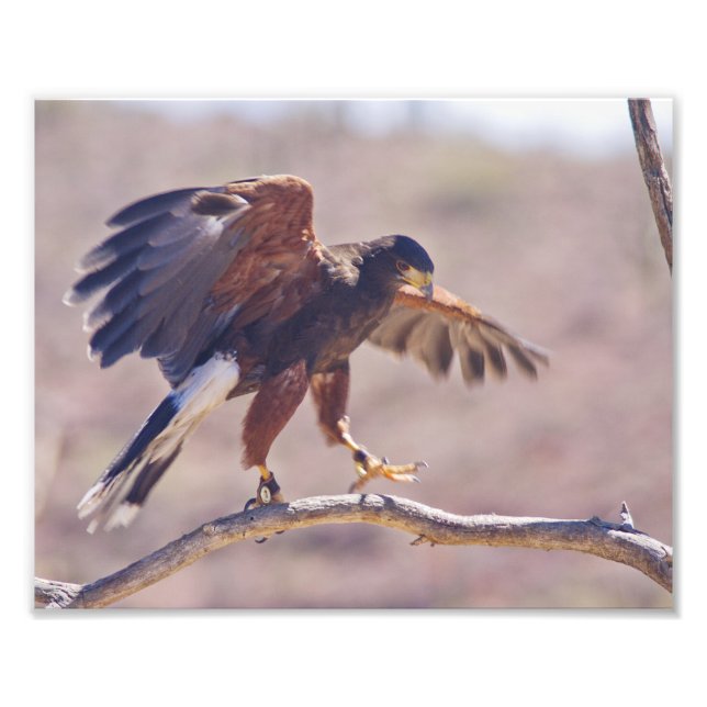 Harris' Hawk Photo Print (Front)