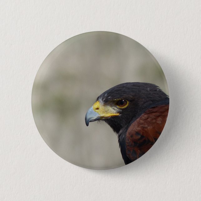 Harris Hawk Portrait 6 Cm Round Badge (Front)