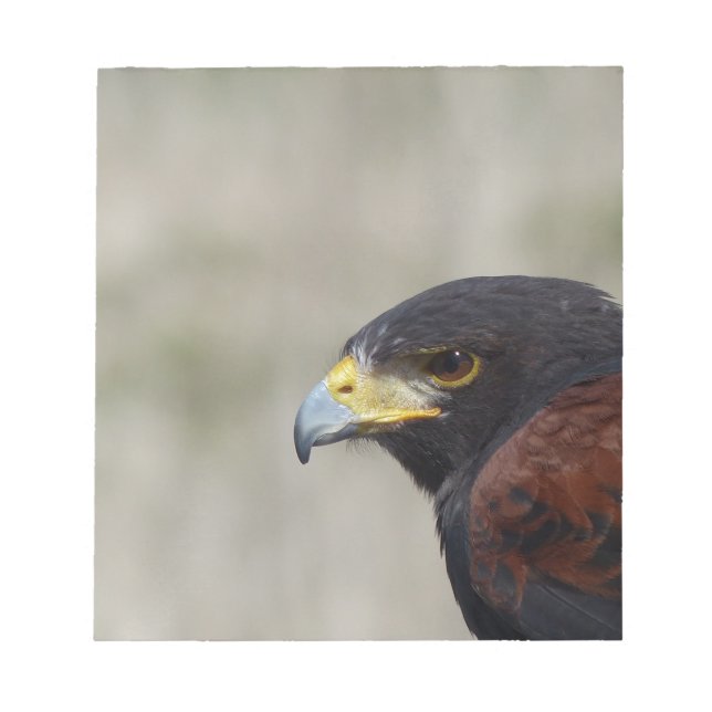 Harris Hawk Portrait Notepad (Front)