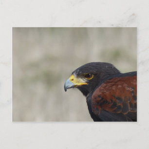 Harris Hawk Portrait Postcard