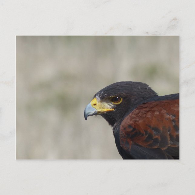 Harris Hawk Portrait Postcard (Front)