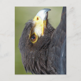 Harris Hawk Postcard