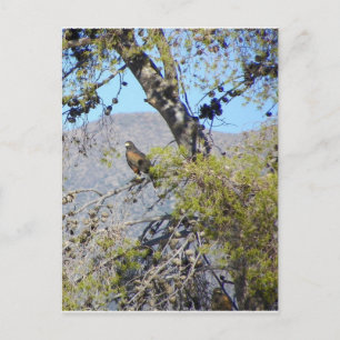 Harris Hawk Postcard