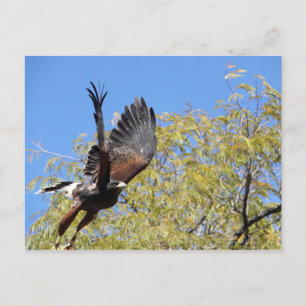 Harris Hawk Takes Flight Postcard