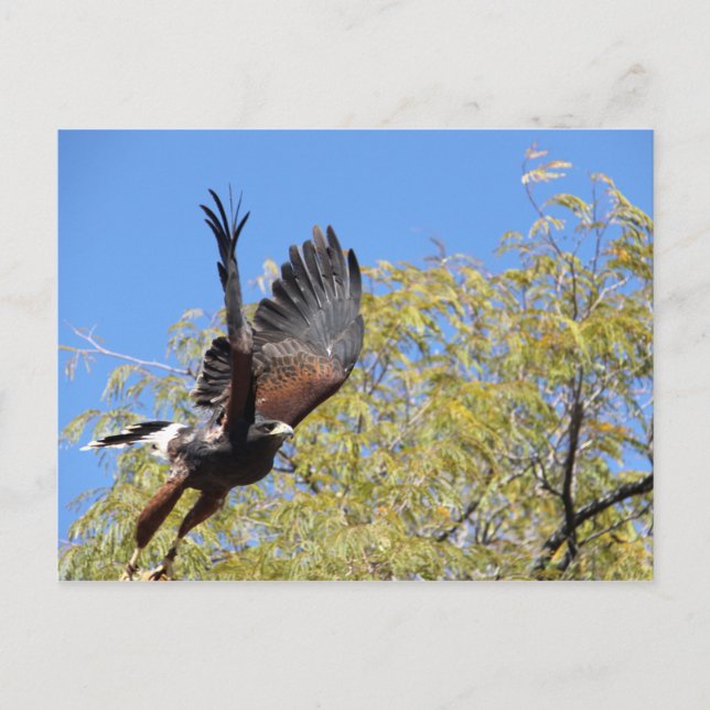 Harris Hawk Takes Flight Postcard (Front)
