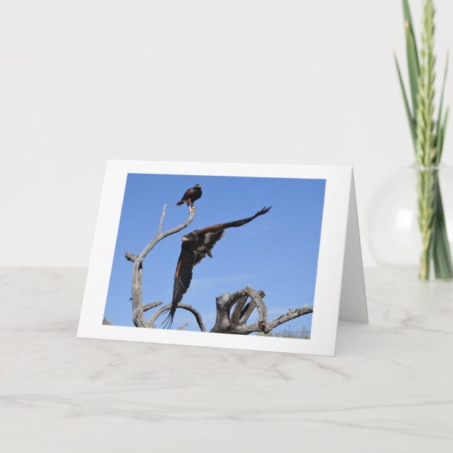 Harris Hawks perched and in flight Thank You Card (Front)
