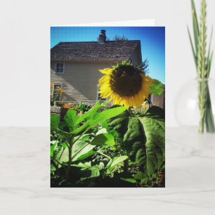 "Harris House Sunflower" Get Well Card