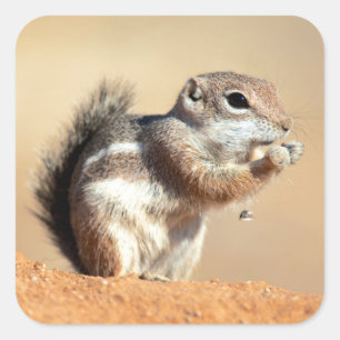 Harris's antelope squirrel (Ammospermophilus) Square Sticker