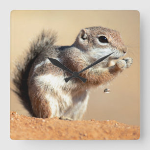 Harris's antelope squirrel (Ammospermophilus) Square Wall Clock