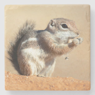 Harris's antelope squirrel (Ammospermophilus) Stone Coaster