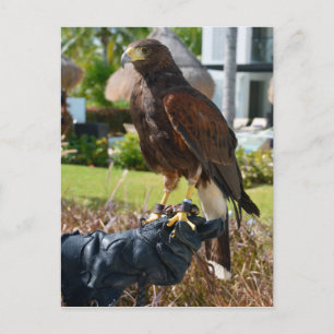 Harris's Hawk on Falconer's Glove, Cancun, Mexico Postcard