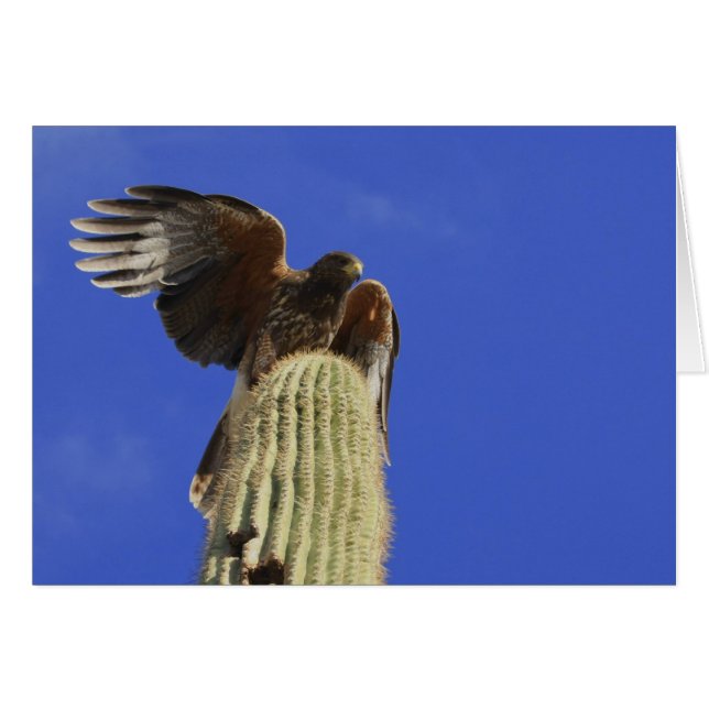 Harris's Hawk perched atop Saguaro Cactus (Front Horizontal)