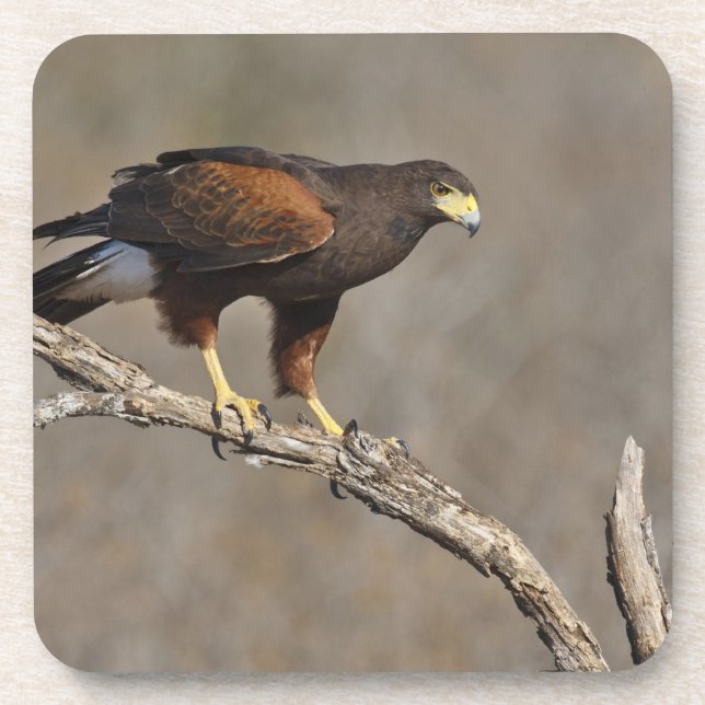Harris's Hawk perched raptor Coaster (Front)