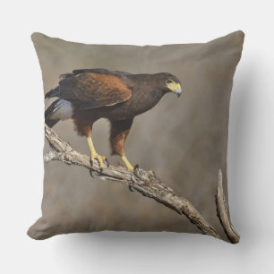 Harris's Hawk perched raptor Cushion