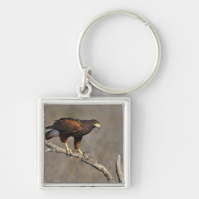 Harris's Hawk perched raptor Key Ring (Front)