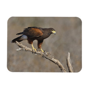 Harris's Hawk perched raptor Magnet