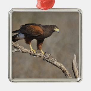 Harris's Hawk perched raptor Metal Tree Decoration