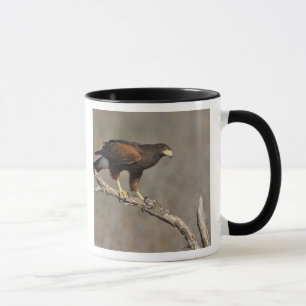 Harris's Hawk perched raptor Mug