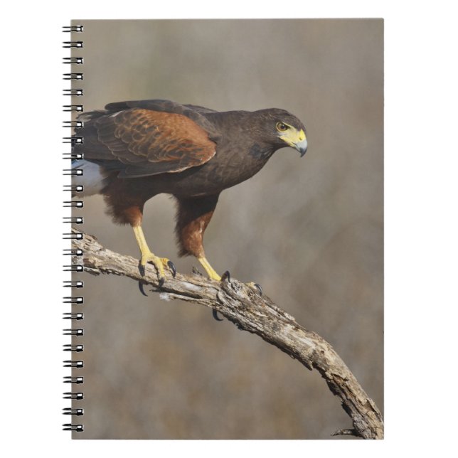 Harris's Hawk perched raptor Notebook (Front)