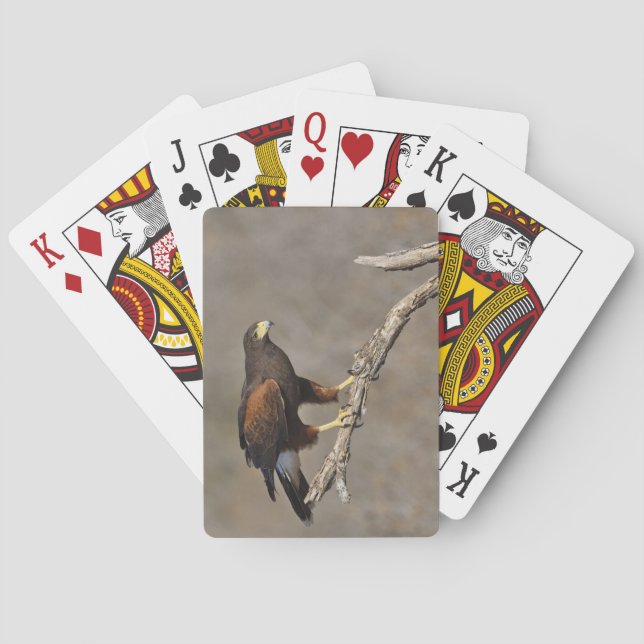 Harris's Hawk perched raptor Playing Cards (Back)