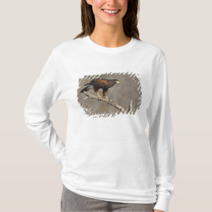 Harris's Hawk perched raptor T-Shirt