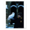 Harry and Hedwig 2
