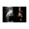 Harry and Hedwig 3