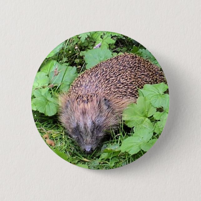 Harry Hedgehog 6 Cm Round Badge (Front)