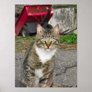 "Harry" Photograph Poster