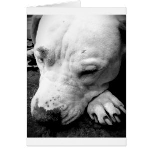 harry potter scar dog white pit bull
