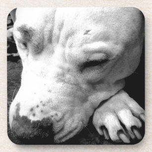 harry potter scar dog white pit bull coaster
