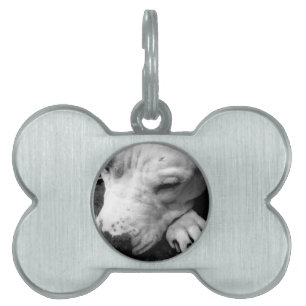 harry potter scar dog white pit bull pet name tag