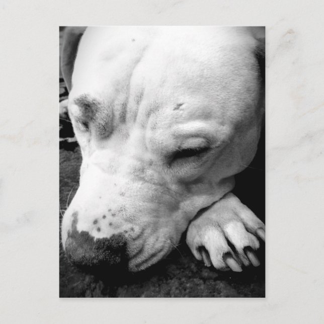 harry potter scar dog white pit bull postcard (Front)