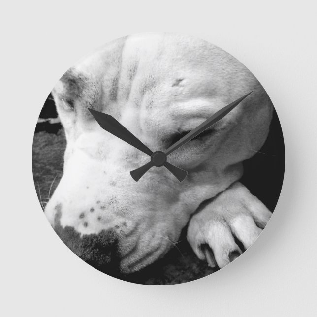 harry potter scar dog white pit bull round clock (Front)