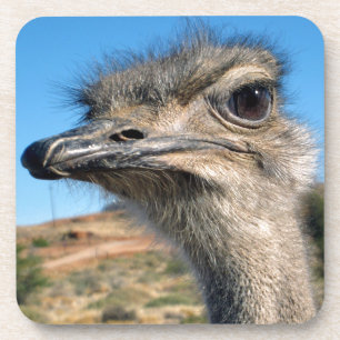 Harry the Happy Ostrich Coaster