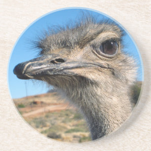 Harry the Happy Ostrich Coaster