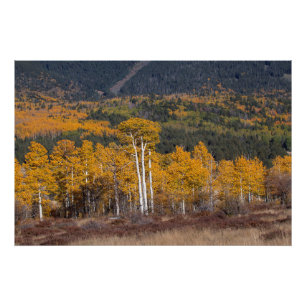 Hart Prairie Photo Print