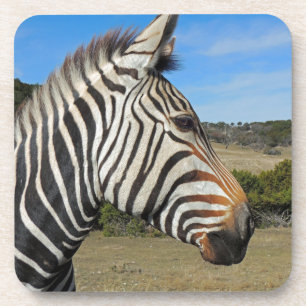 Hartmann's Zebra Profile at Fossil Rim Coaster