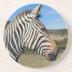 Hartmann's Zebra Profile at Fossil Rim Coaster