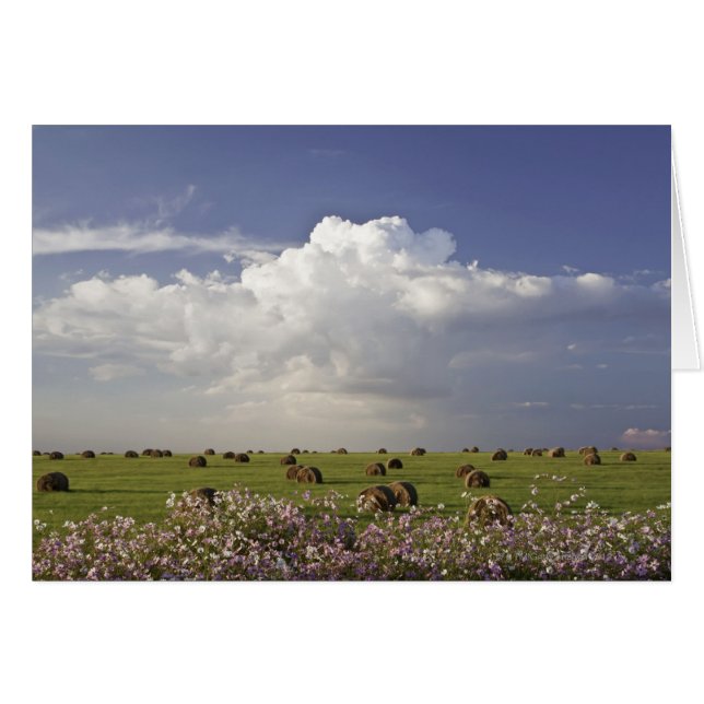 Harvest fields with cosmos flowers in (Front Horizontal)