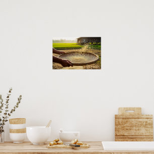 Harvest Grain, Rice Field Poster