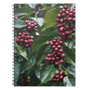 **"Harvest in Bloom: Coffee Beans on the Tree"** Notebook